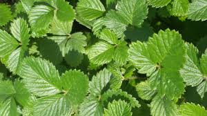 Image result for Fragaria vesca
