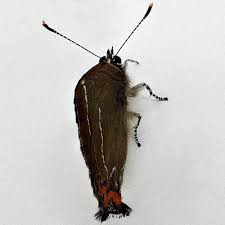 Attēlu rezultāti vaicājumam “Satyrium w-album underside”