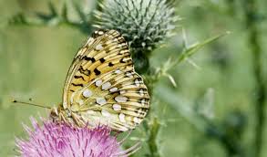 Attēlu rezultāti vaicājumam “Argynnis aglaja”