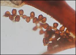 Attēlu rezultāti vaicājumam “Pohlia cruda”