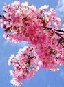 http://html.theflowerexpert.com/media/images/mostpopularflowers/morepopularflowers/cherryblossom/cherry-blossom.jpg.pagespeed.ce.db-mqMp24f.jpg