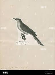 Image result for Coccyzus erythropthalmus