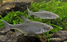 Attēlu rezultāti vaicājumam “Rutilus rutilus”