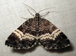 Attēlu rezultāti vaicājumam “Spargania luctuata”