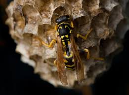 Attēlu rezultāti vaicājumam “Polistes”