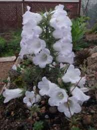 Image result for Campanula formanekiana