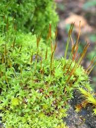 Attēlu rezultāti vaicājumam “Pottiales”