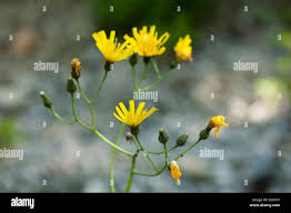 Attēlu rezultāti vaicājumam “Hieracium vulgatum”