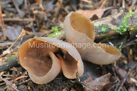 Attēlu rezultāti vaicājumam “Otidea bufonia”