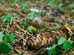 Attēlu rezultāti vaicājumam “Strobilurus esculentus”