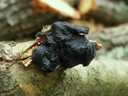 Attēlu rezultāti vaicājumam “Exidia truncata”