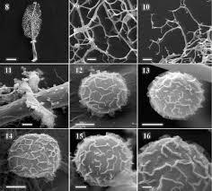 Attēlu rezultāti vaicājumam “Stemonaria irregularis”