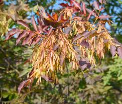Attēlu rezultāti vaicājumam “Fraxinus excelsior Pendula female flower”