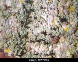 Attēlu rezultāti vaicājumam “Chaenotheca trichialis”