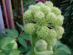 Image result for Angelica archangelica