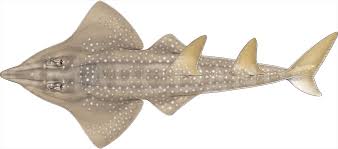 Image result for Acroteriobatus blochii