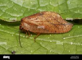 Attēlu rezultāti vaicājumam “Drepanepteryx phalaenoides”