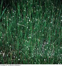 Attēlu rezultāti vaicājumam “Eleocharis uniglumis fruit”