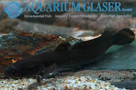 Attēlu rezultāti vaicājumam “Lota lota”