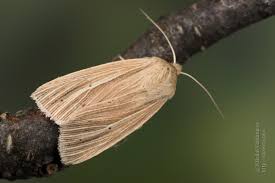 Attēlu rezultāti vaicājumam “Mythimna sp.”