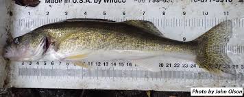 Image result for Sander vitreus