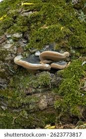 Attēlu rezultāti vaicājumam “Phellinus alni”