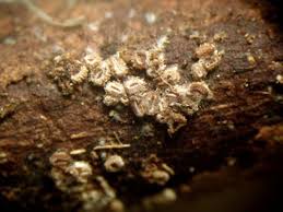 Attēlu rezultāti vaicājumam “Lachnum corticale”