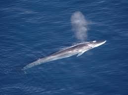 Image result for Balaenoptera borealis