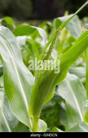 Attēlu rezultāti vaicājumam “Zea mays male flower”