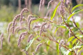 Attēlu rezultāti vaicājumam “Persicaria lapathifolia flower”