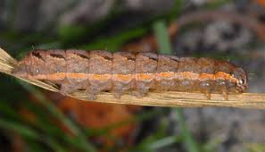 Attēlu rezultāti vaicājumam “Xestia c-nigrum”