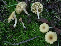 Attēlu rezultāti vaicājumam “Lichenomphalia umbellifera”