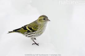 Attēlu rezultāti vaicājumam “Carduelis spinus female”