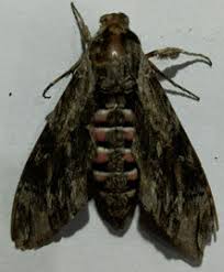 Attēlu rezultāti vaicājumam “Agrius convolvuli”