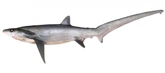 Image result for Alopias pelagicus