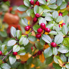 Attēlu rezultāti vaicājumam “Cotoneaster divaricatus”