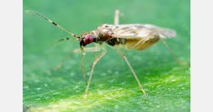 Attēlu rezultāti vaicājumam “Dicyphus sp.”