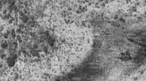 Attēlu rezultāti vaicājumam “Diderma rufostriatum young”