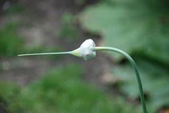 Attēlu rezultāti vaicājumam “Allium sativum bud”