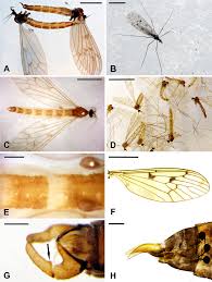 Attēlu rezultāti vaicājumam “Trichocera”