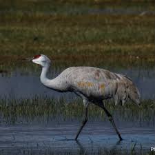 Image result for Grus canadensis