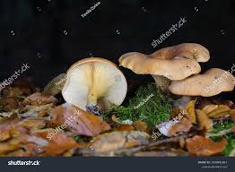 Attēlu rezultāti vaicājumam “Lepista sp.”