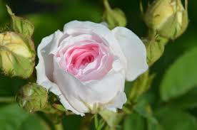 Image result for Rosengewächse