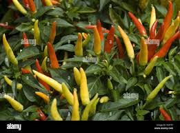 Afbeeldingsresultaat voor thai yellow hot pepper