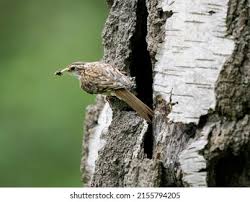 Attēlu rezultāti vaicājumam “Certhia familiaris”