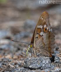 Attēlu rezultāti vaicājumam “Apatura ilia female”