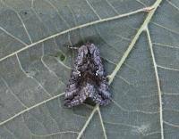 Attēlu rezultāti vaicājumam “Syngrapha interrogationis”