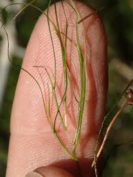 Attēlu rezultāti vaicājumam “Stuckenia pectinata”