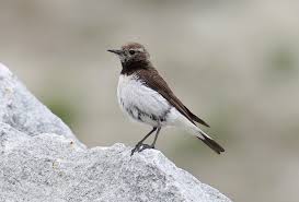 Image result for Oenanthe pleschanka