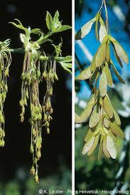 Attēlu rezultāti vaicājumam “Acer negundo fruit”